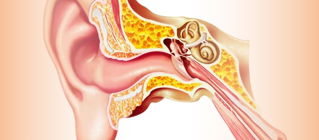 Dysfonctionnement de la trompe d'Eustache - Osteopedia - le portail web